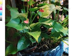 -熙盛源(苏苑街店)