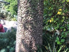 -墨尔本皇家植物园