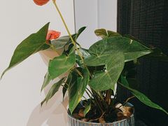 -荷风细雨·中国茶宴(碧云店)