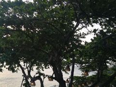 -卷心菜和避孕套餐厅(Pattaya)