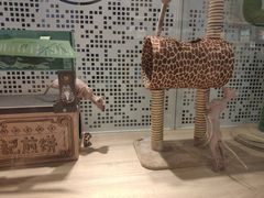 -BABIT巴比特宠物(MOMOPARK店)