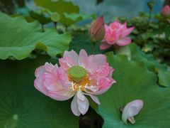 -陈家山荷花公园