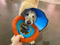 -百好乐宠物友好餐厅(朝外大街店)