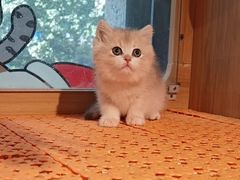 -欣宠猫屋·矮脚拿破仑·蓝金金渐层