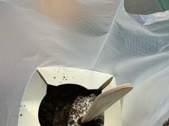 -麦当劳(静安寺店)