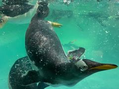 -帝企鹅自助餐厅•儿童岛•真企鹅(长隆企鹅酒店)