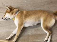 -柴迷FANS CLUB·柴犬狗咖·猫咖