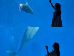 -海合安成都极地海洋公园
