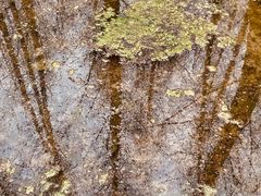 -桤木河湿地公园