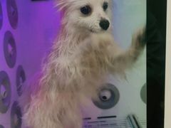 -福懋动物医院·犬猫全科·外科·重症科(杏林分院)