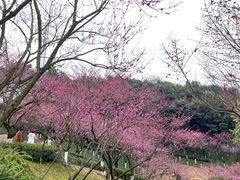 -重庆彩云湖湿地公园