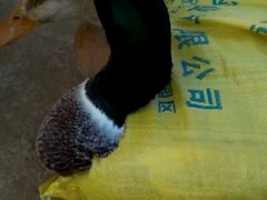 -东寨港红树林旅游区