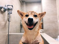 -Double Rui宠物酒店