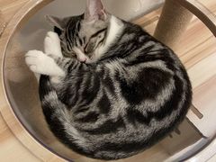 -猫友咖啡店(玉林西路店)