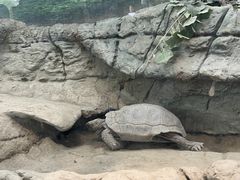 -成都动物园