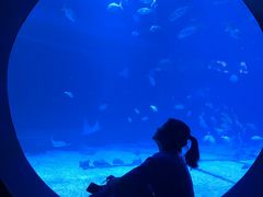 -烟台海昌鲸鲨海洋公园