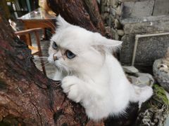 -喵屿·大理花园猫咖