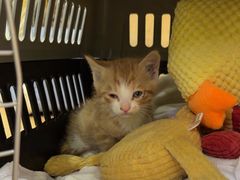 -瑞鹏宠物医院·宠保定点·心脏科·内科(御桥分院)