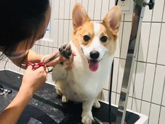 -電力宠物公司(武定路店)