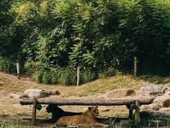 -北京野生动物园