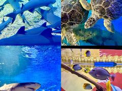 -烟台海昌鲸鲨海洋公园