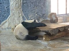 -海南热带野生动植物园
