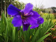 -深圳国际园林花卉博览园