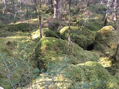-汤旺河林海奇石景区