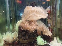 -太平洋海底世界