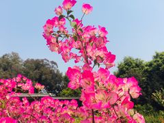-莲花山公园