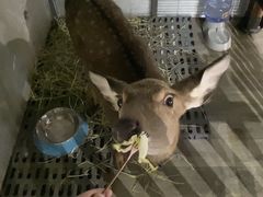 -浣熊柯尔鸭土拨鼠·电玩咖