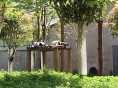 -卧龙中华大熊猫苑神树坪基地