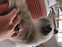 -泰国佛·塔罗·泰牌狐仙古曼