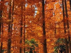 -黄海国家森林公园