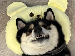 -柴迷FANS CLUB·柴犬狗咖·猫咖