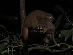 -夜间野生动物园