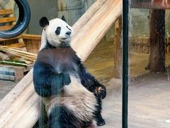 -深圳野生动物园
