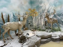 -西霞口神雕山野生动物世界