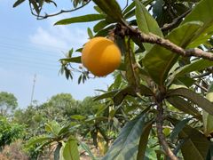 -塘栖枇杷特色园区