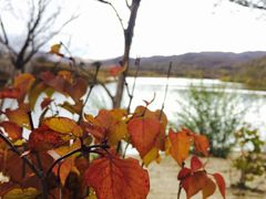 -乌兰布统景区-白桦林