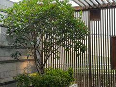 -杭州君悦酒店