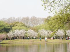 -上海共青森林公园