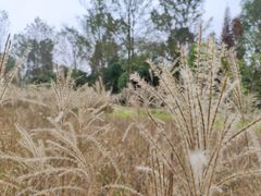 -桤木河湿地公园