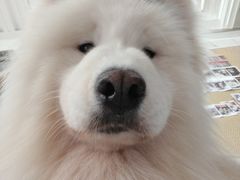 -星多哈·狗咖·拼豆·咖啡
