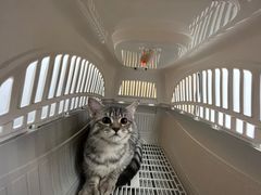 -瑞派康怡24h宠物医院·犬猫医疗中心·微创绝育(瑞景分院)