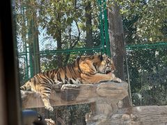 -上海野生动物园老虎餐厅