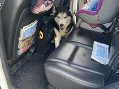 -北京赛佳动物医院