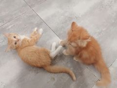 -楼上猫咖(罗湖店)
