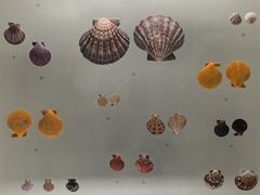 -青岛贝壳博物馆