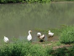 -瑶湖郊野森林公园